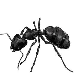 Carpenter Ants Zoifia