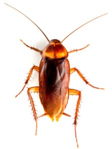 image of a cockroach