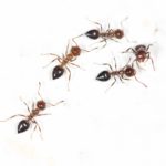 a few small ants on a white background