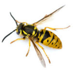 Image of a wasp against a white background