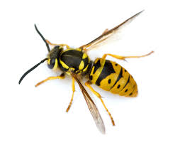 Image of a wasp against a white background