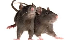 Image of two rats against white background