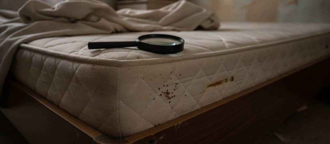 Signs of Bed Bugs in Apartment: What to Look For