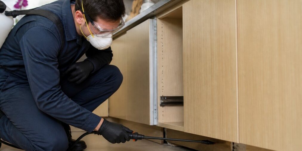 Affordable Rodent Control Services: Metro Boston Guide