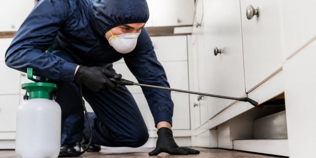 Emergency Rodent Removal Services Boston 2026