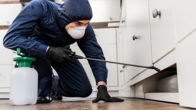 Emergency Rodent Removal Services Boston 2026