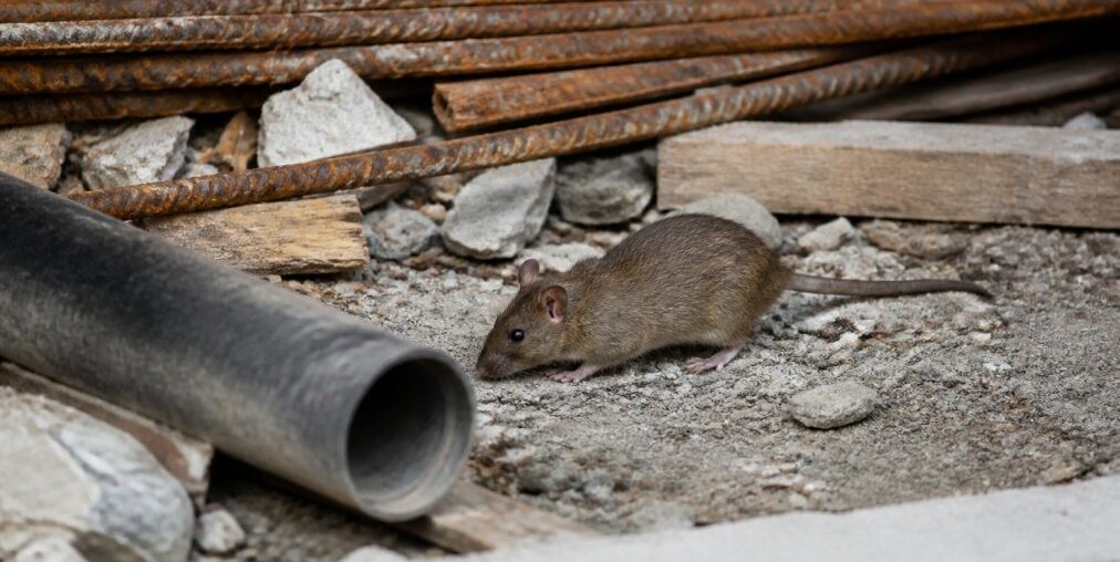 Prevent Rodent Infestations on Construction Sites