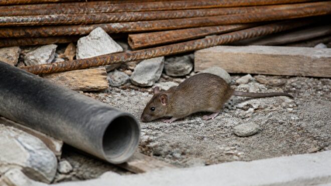 Prevent Rodent Infestations on Construction Sites