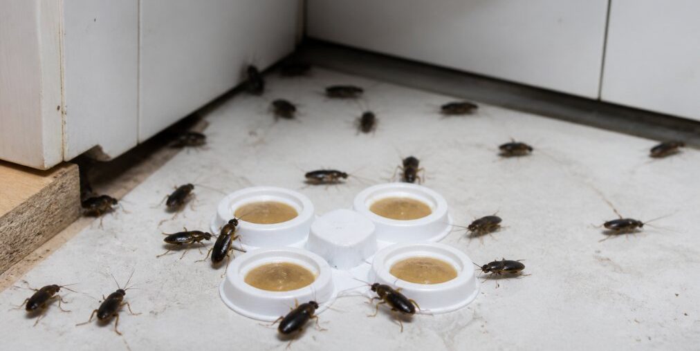 Best Roach Bait for Heavy Infestations
