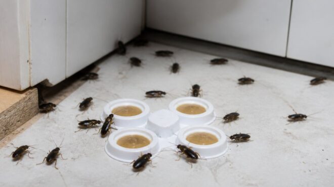 Best Roach Bait for Heavy Infestations