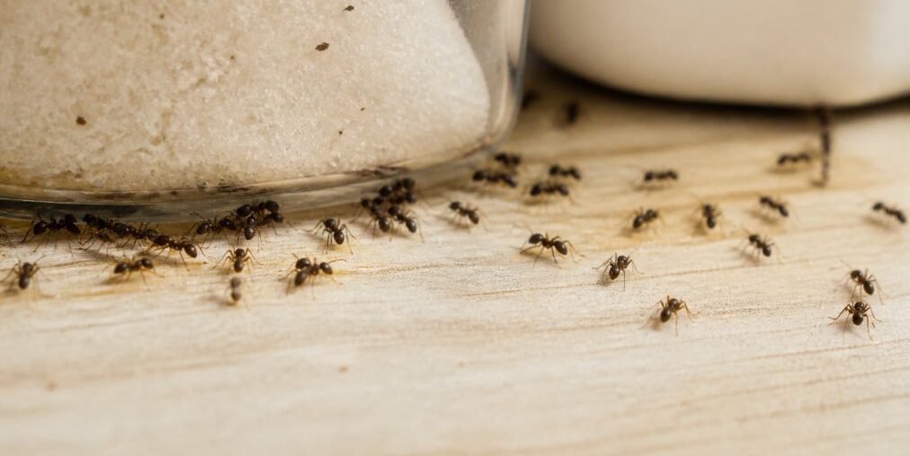 How to Identify Common Kitchen Ant Species