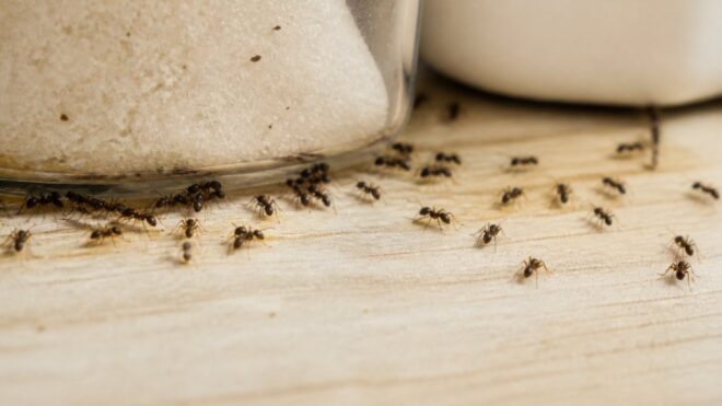 How to Identify Common Kitchen Ant Species