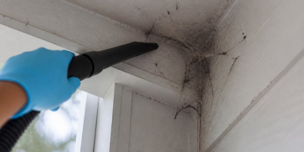 How to Safely Remove Spider Nests in Home