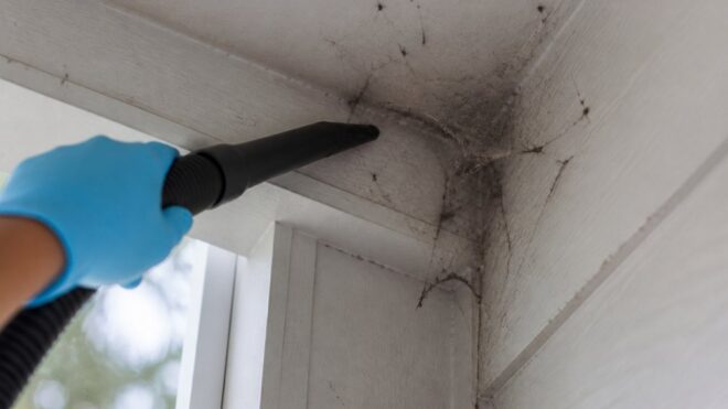 How to Safely Remove Spider Nests in Home