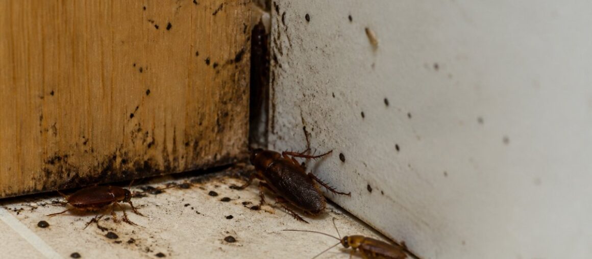 Signs of a Roach Infestation in Rental Property