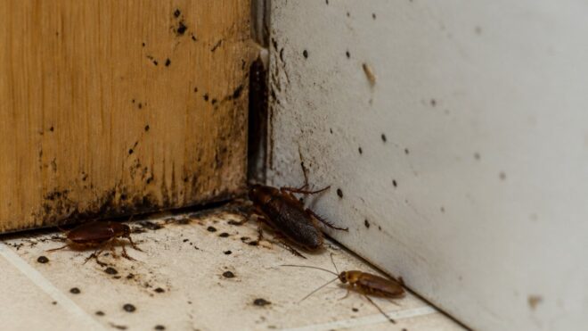 Signs of a Roach Infestation in Rental Property