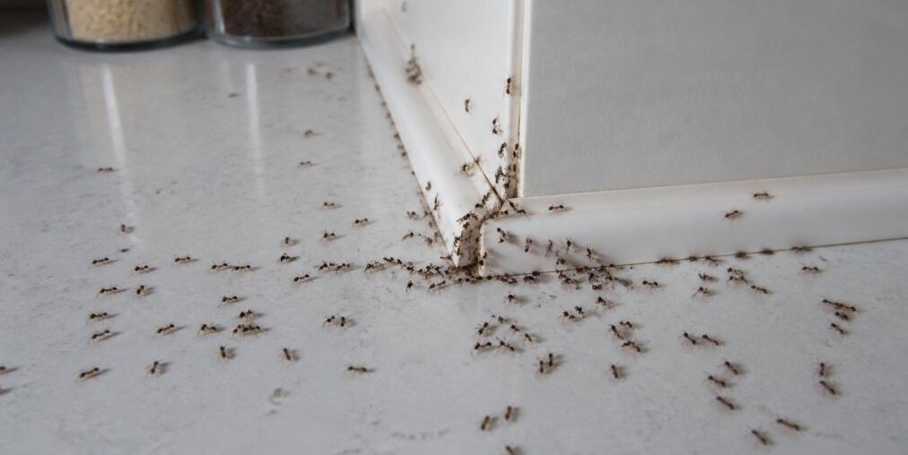 Signs of a Severe Kitchen Ant Infestation