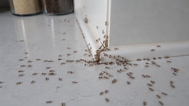 Signs of a Severe Kitchen Ant Infestation
