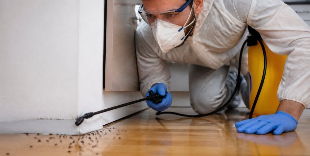 When to Hire Professional Pest Control for Ants