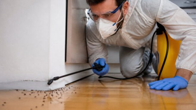 When to Hire Professional Pest Control for Ants