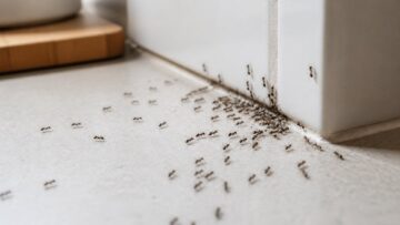 Why Do Ants Keep Coming Back to My Kitchen?