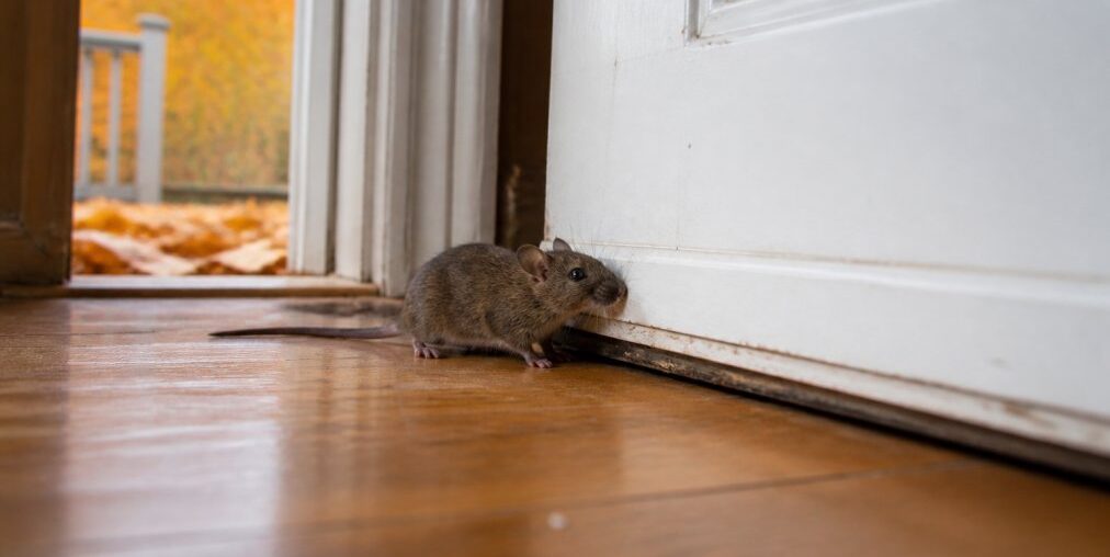 Why Rodents Enter Homes in Fall: A Complete Guide
