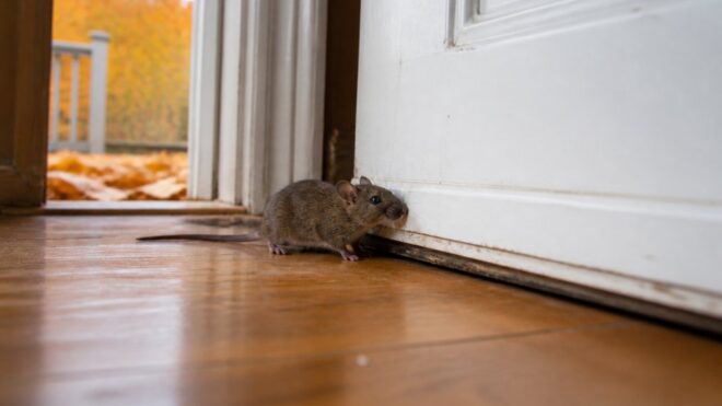 Why Rodents Enter Homes in Fall: A Complete Guide