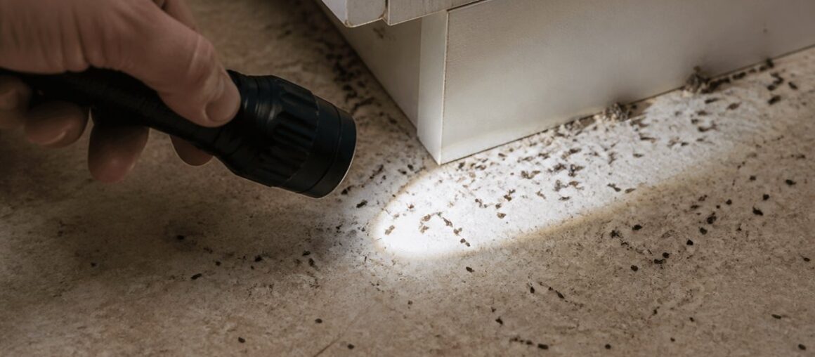 How to Identify Roach Droppings in Your Apartment