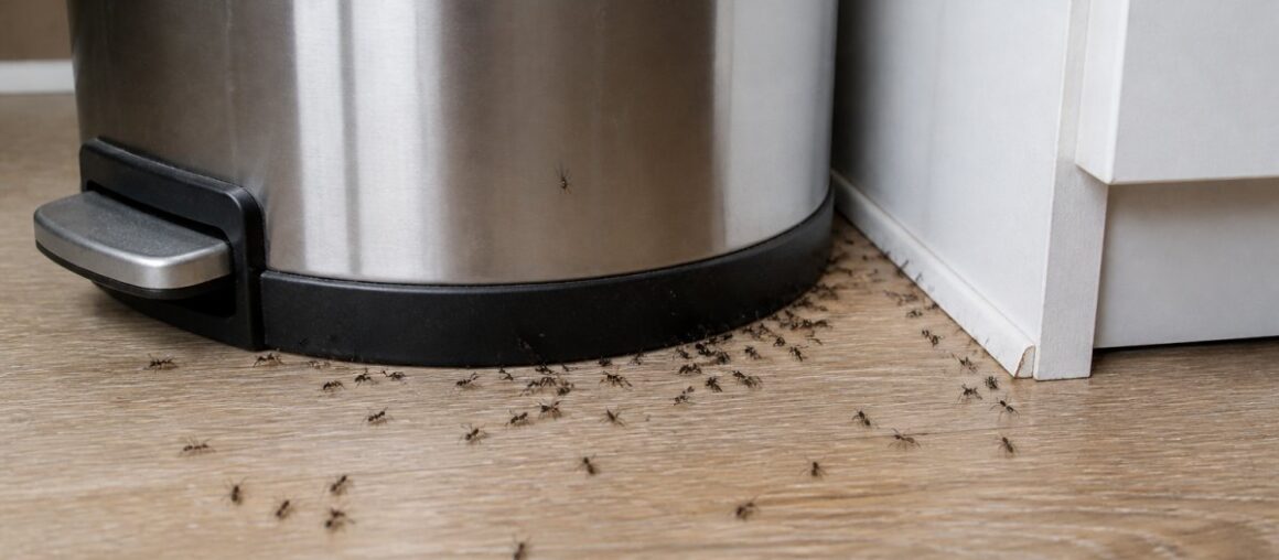 How to Keep Ants Out of Kitchen Trash Cans