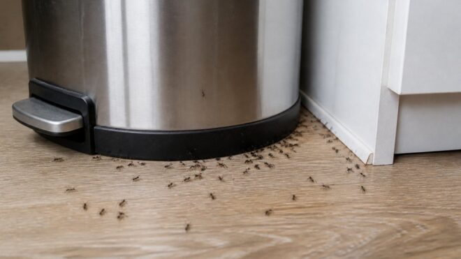 How to Keep Ants Out of Kitchen Trash Cans