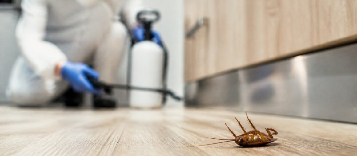 Renter's Legal Rights for Pest Infestations