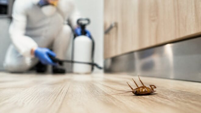 Renter's Legal Rights for Pest Infestations