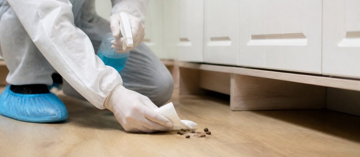 Steps to Take After Finding Rodent Droppings